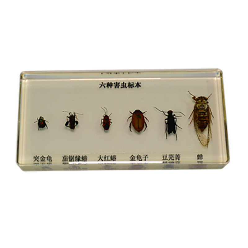 43150 昆蟲標本